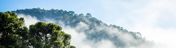 Tira morro araucarias visconde de maua